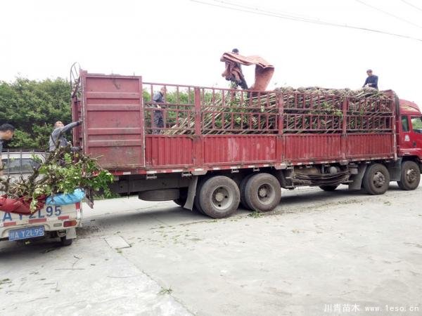 溫江苗木混裝發(fā)往運(yùn)城
