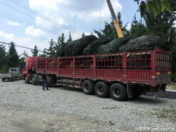溫江苗木發(fā)往宜昌猇亭區(qū)