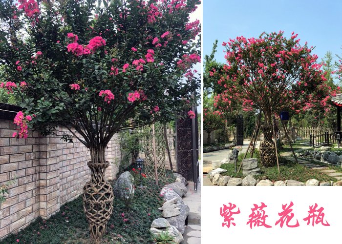 紫薇花瓶造型，沒(méi)有十幾年經(jīng)驗(yàn)是編不出這樣的藝術(shù)品