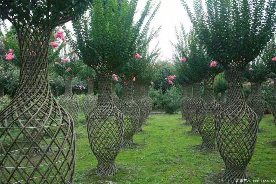 紫薇花瓶?jī)r(jià)格，1-2米高紫薇花瓶造型多少錢(qián)一株