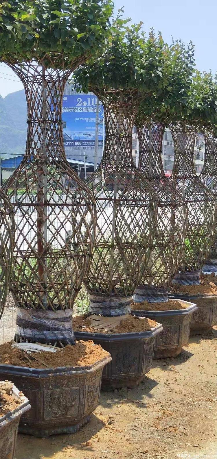 紫薇花瓶?jī)r(jià)格，1-2米高紫薇花瓶造型多少錢(qián)一株