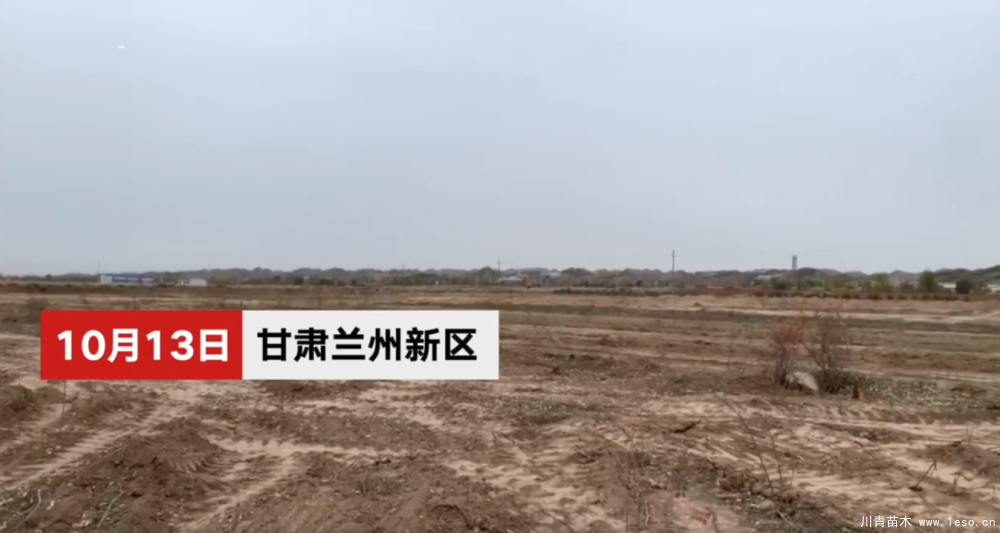 30畝苗木一夜被毀，村民欲哭無(wú)淚，施工方：領(lǐng)導(dǎo)要觀摩加班推錯(cuò)了