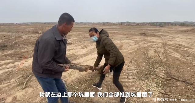 30畝苗木一夜被毀，村民欲哭無(wú)淚，施工方：領(lǐng)導(dǎo)要觀摩加班推錯(cuò)了