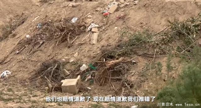 30畝苗木一夜被毀，村民欲哭無(wú)淚，施工方：領(lǐng)導(dǎo)要觀摩加班推錯(cuò)了