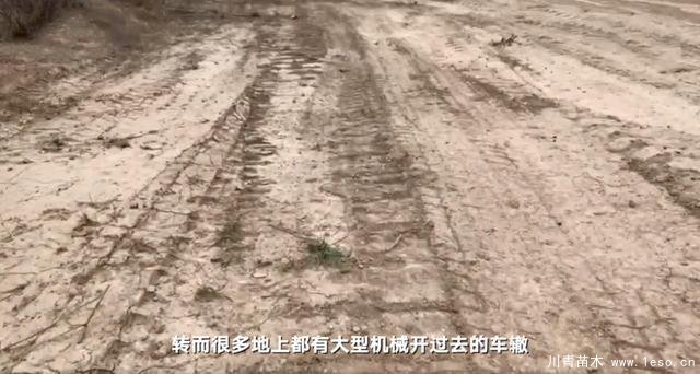 30畝苗木一夜被毀，村民欲哭無(wú)淚，施工方：領(lǐng)導(dǎo)要觀摩加班推錯(cuò)了