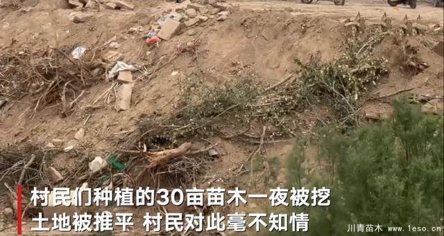 30畝苗木一夜被毀，村民欲哭無(wú)淚，施工方：領(lǐng)導(dǎo)要觀摩加班推錯(cuò)了