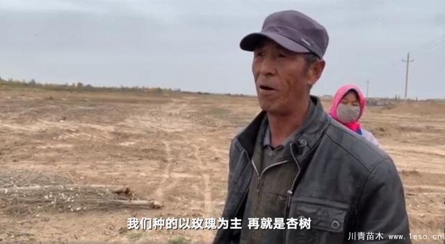 30畝苗木一夜被毀，村民欲哭無(wú)淚，施工方：領(lǐng)導(dǎo)要觀摩加班推錯(cuò)了