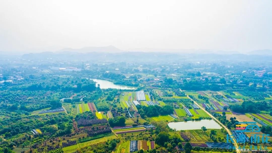 棵棵苗木繪就億元村幸福畫卷“一村一品”跳馬豐收圖鑒