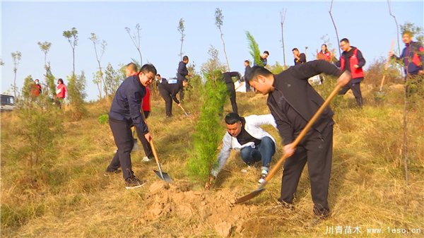 秋冬季花卉苗木的管護補植工作，黃河生態(tài)防護林責任片區(qū)