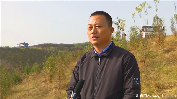 秋冬季花卉苗木的管護補植工作，黃河生態(tài)防護林責任片區(qū)