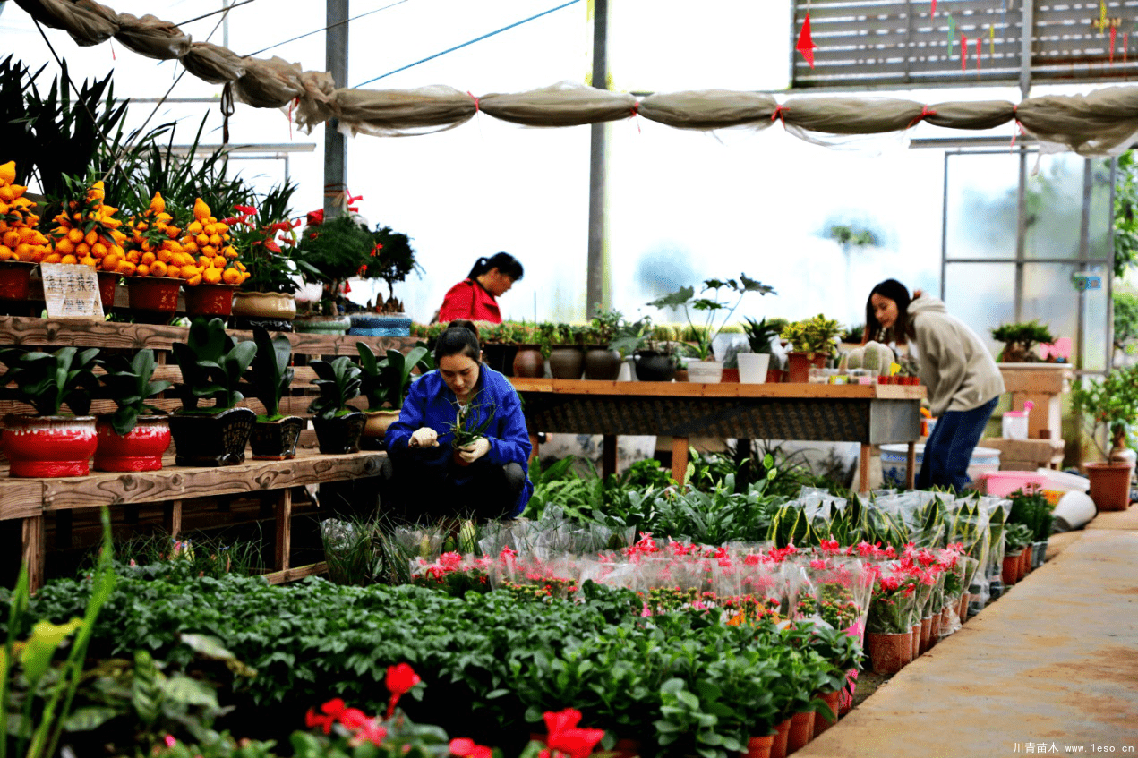 1.png 湖州長(zhǎng)興縣泗安鎮(zhèn):一株【花卉苗木】裝扮美麗城鎮(zhèn)花木產(chǎn)業(yè)