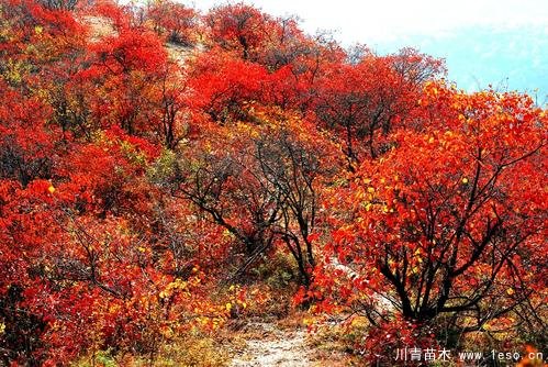 北京香山紅葉漸入最佳觀賞期，層林盡染紅似火紅