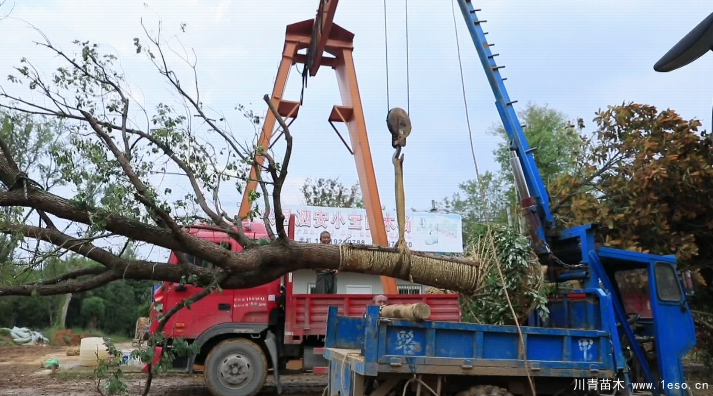 泗安“小苗木”每年銷售額15億！如何長成“大產(chǎn)業(yè)”