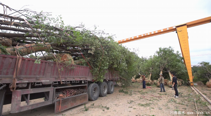 泗安“小苗木”每年銷售額15億！如何長成“大產(chǎn)業(yè)”