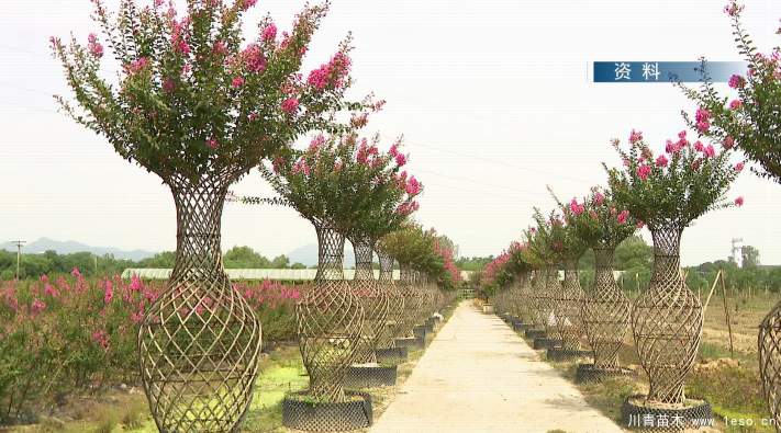 泗安“小苗木”每年銷售額15億！如何長成“大產(chǎn)業(yè)”