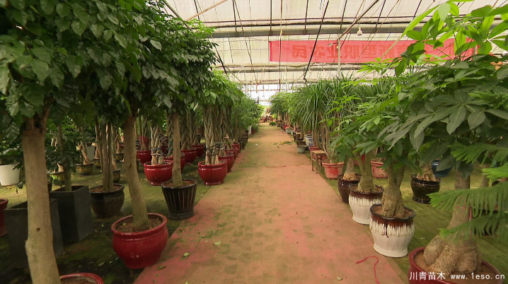 泗安“小苗木”每年銷售額15億！如何長成“大產(chǎn)業(yè)”