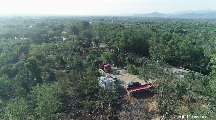 泗安“小苗木”每年銷售額15億！如何長成“大產(chǎn)業(yè)”