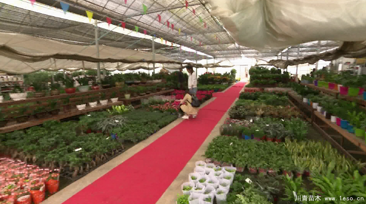 泗安“小苗木”每年銷售額15億！如何長成“大產(chǎn)業(yè)”