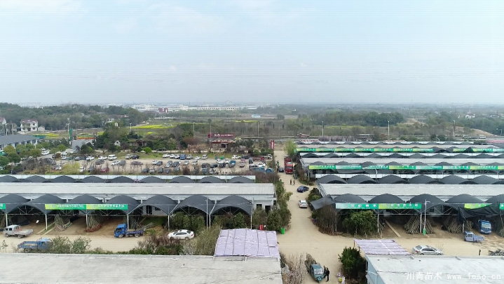 泗安“小苗木”每年銷售額15億！如何長成“大產(chǎn)業(yè)”