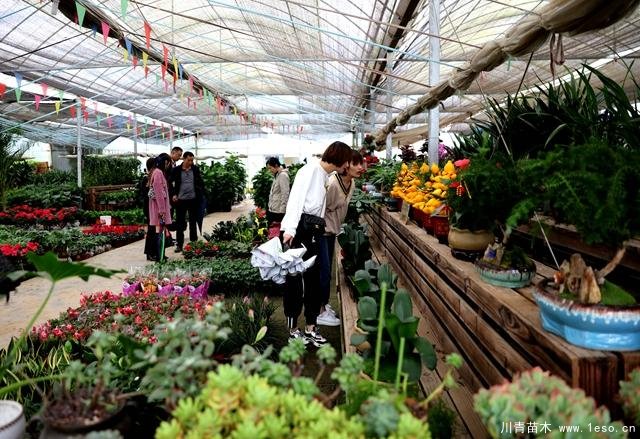 長(zhǎng)興花木產(chǎn)業(yè)綻放“美麗經(jīng)濟(jì)”產(chǎn)值超萬元/畝