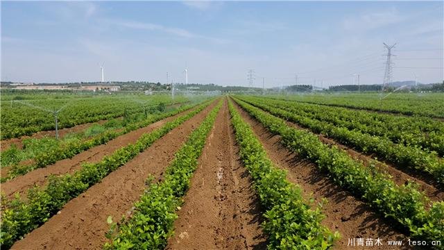 一個蘋果串起的蘋果苗木產(chǎn)業(yè)鏈，牛！