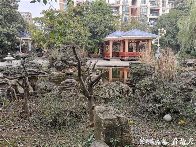 園林式小區(qū)樹木“換發(fā)型”，灌木剪得太短讓業(yè)主很痛心