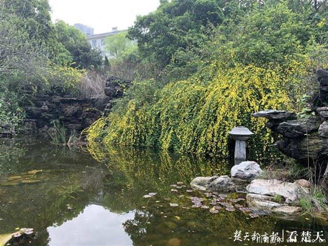 園林式小區(qū)樹木“換發(fā)型”，灌木剪得太短讓業(yè)主很痛心