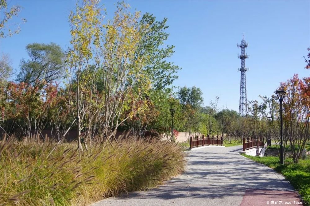 通州南部這處灌木森林公園規(guī)模約26000畝即將迎客！