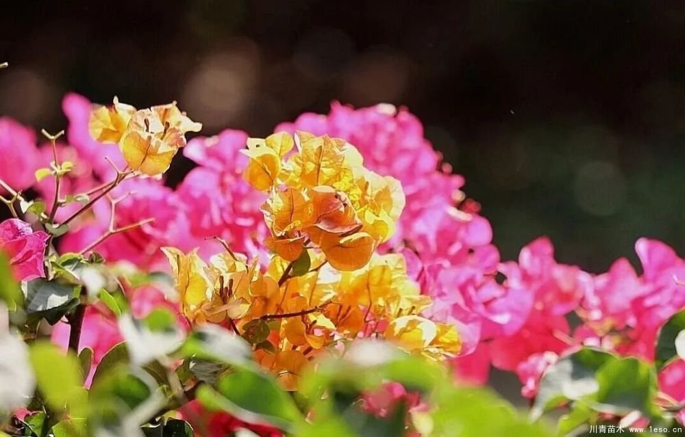 勒杜鵑（三角梅）的基本認(rèn)識(shí)