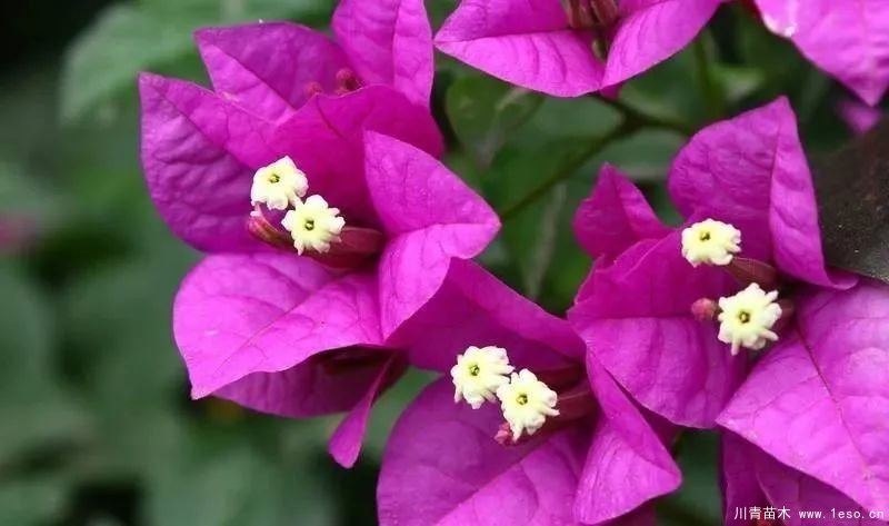 勒杜鵑（三角梅）的基本認(rèn)識(shí)