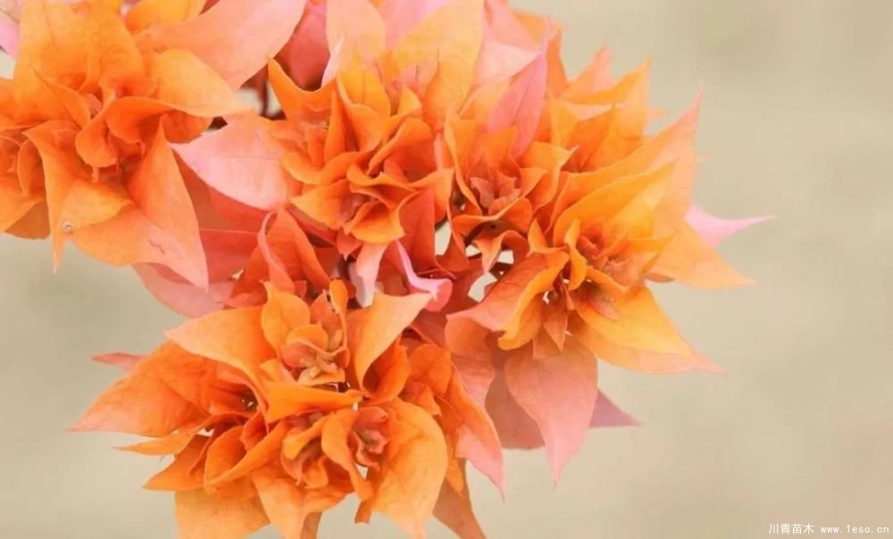 勒杜鵑（三角梅）的基本認(rèn)識(shí)