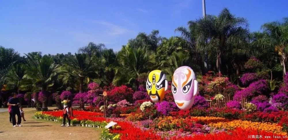 勒杜鵑（三角梅）的基本認(rèn)識(shí)