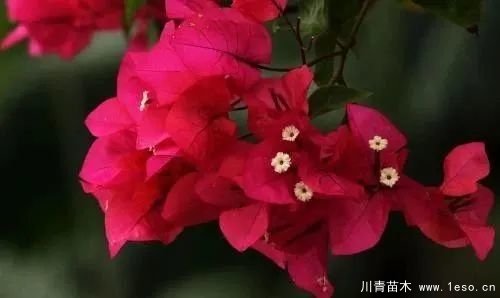 勒杜鵑（三角梅）的基本認(rèn)識(shí)