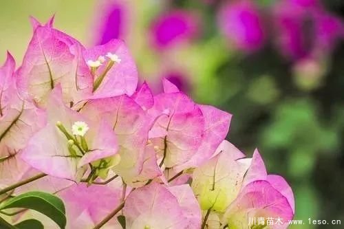 勒杜鵑（三角梅）的基本認(rèn)識(shí)