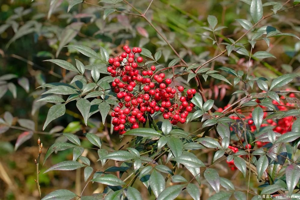 秋季野果熟了！這幾種有毒不要誤食