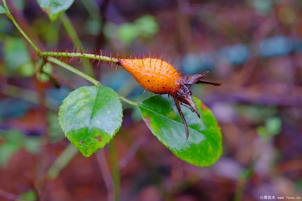 秋季野果熟了！這幾種有毒不要誤食
