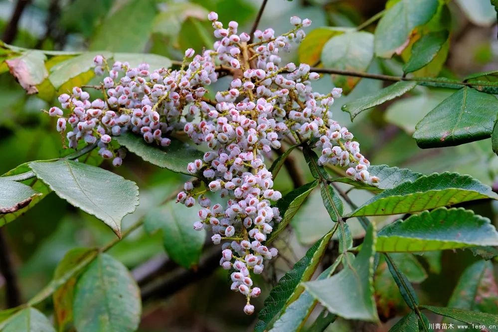 秋季野果熟了！這幾種有毒不要誤食