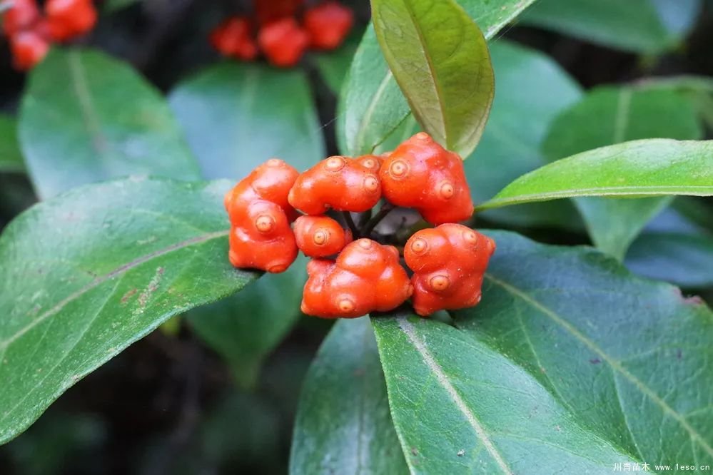 秋季野果熟了！這幾種有毒不要誤食