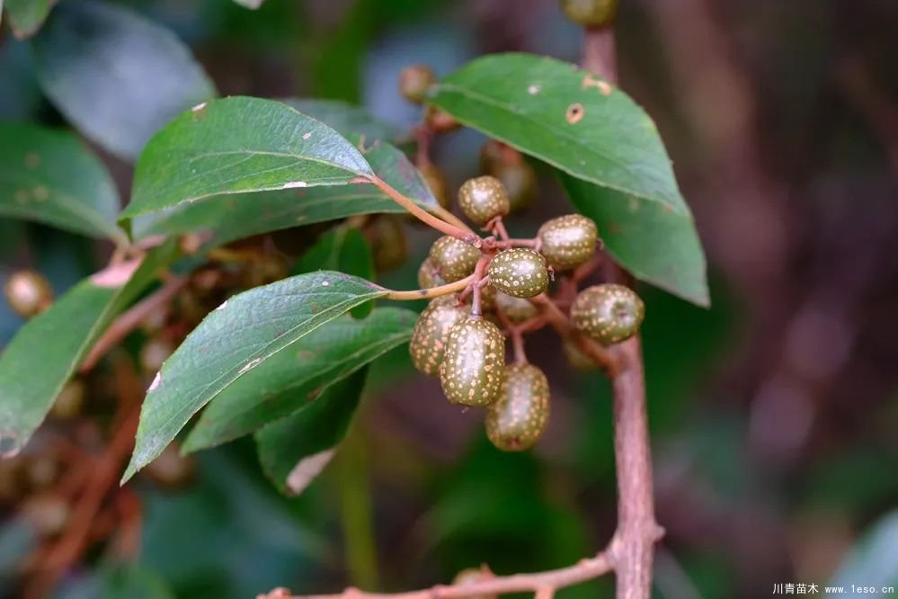 秋季野果熟了！這幾種有毒不要誤食