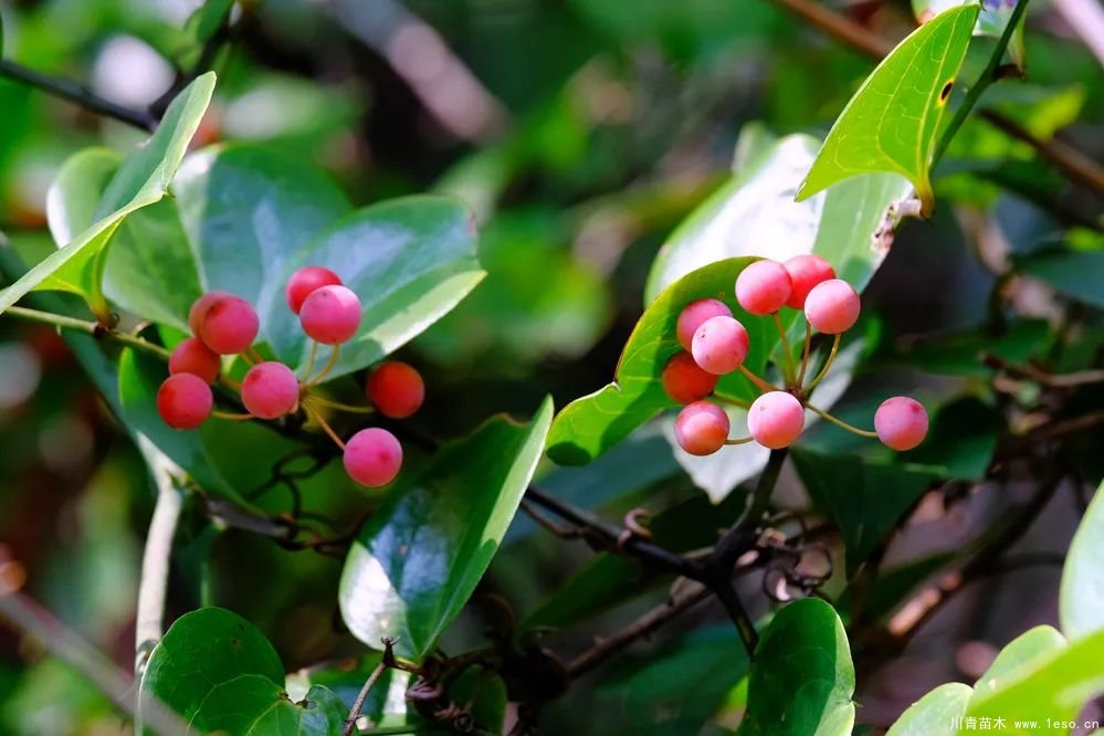 秋季野果熟了！這幾種有毒不要誤食