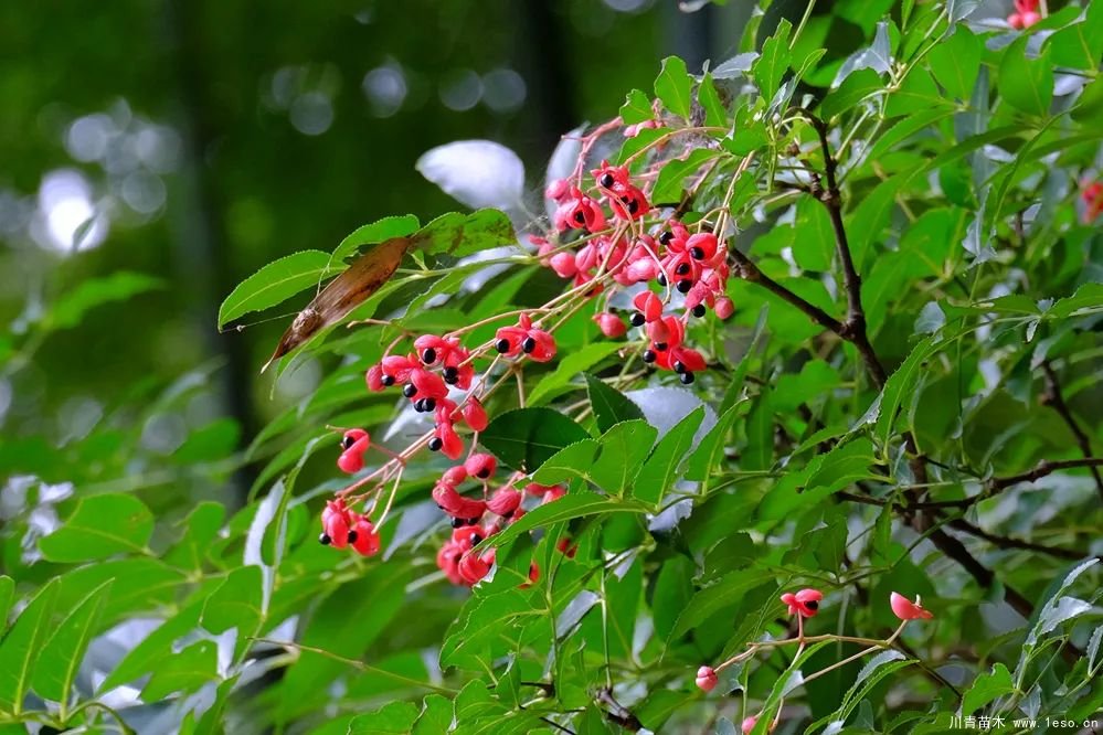 秋季野果熟了！這幾種有毒不要誤食