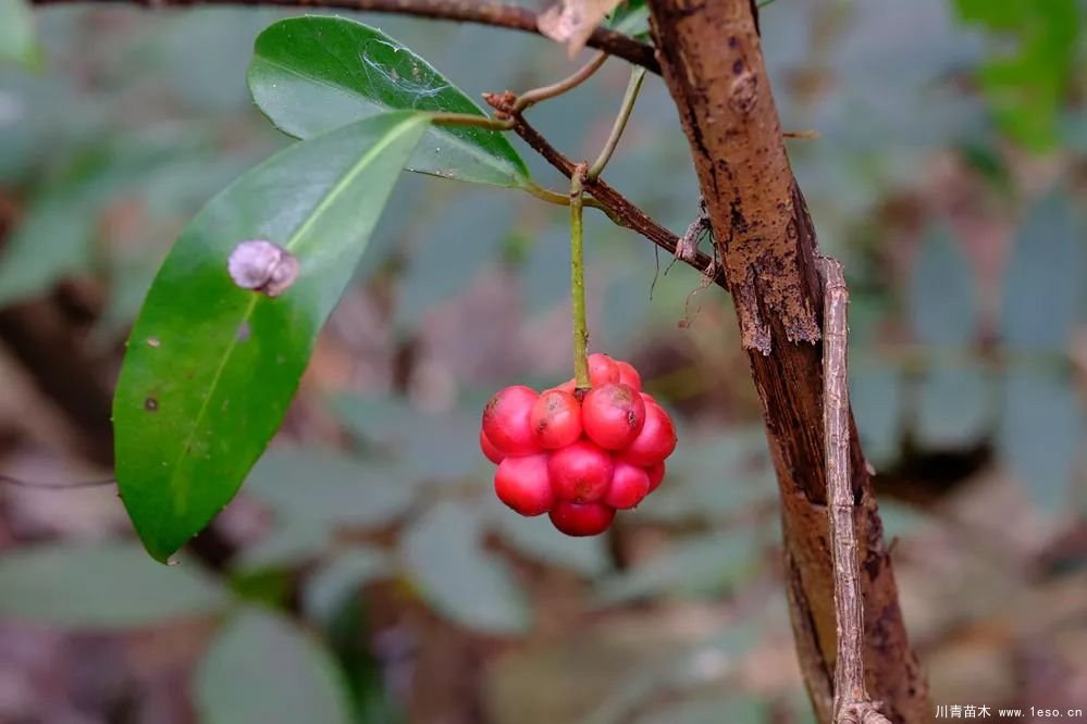 秋季野果熟了！這幾種有毒不要誤食