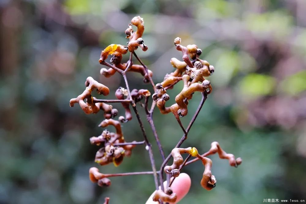 秋季野果熟了！這幾種有毒不要誤食
