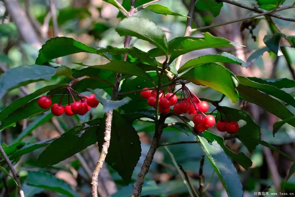 秋季野果熟了！這幾種有毒不要誤食