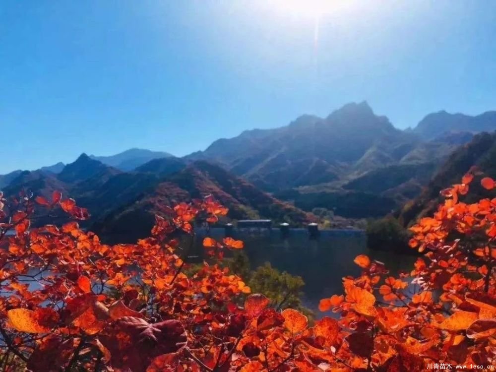 雙軌交匯，3站直達朝陽，均價2字頭的墅質(zhì)洋房你愛不愛？