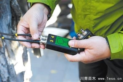 “樹木醫(yī)生”為樹木體檢、開方治病