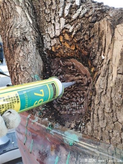 “樹木醫(yī)生”為樹木體檢、開方治病