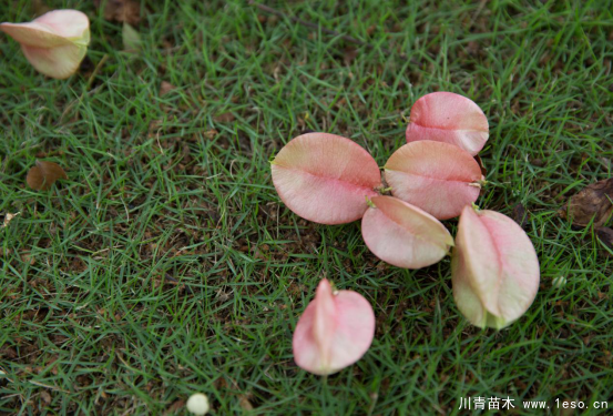 小燈籠枝頭掛，黃山欒樹“醉”金秋——龍灣美景“拍了拍”你！