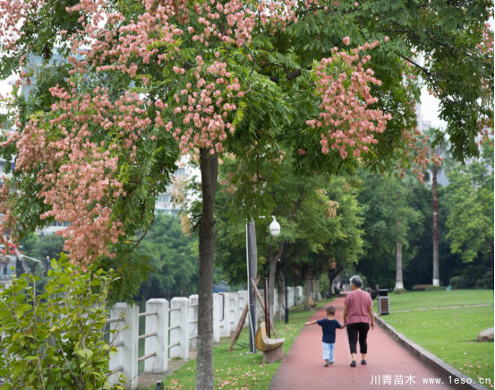 小燈籠枝頭掛，黃山欒樹“醉”金秋——龍灣美景“拍了拍”你！