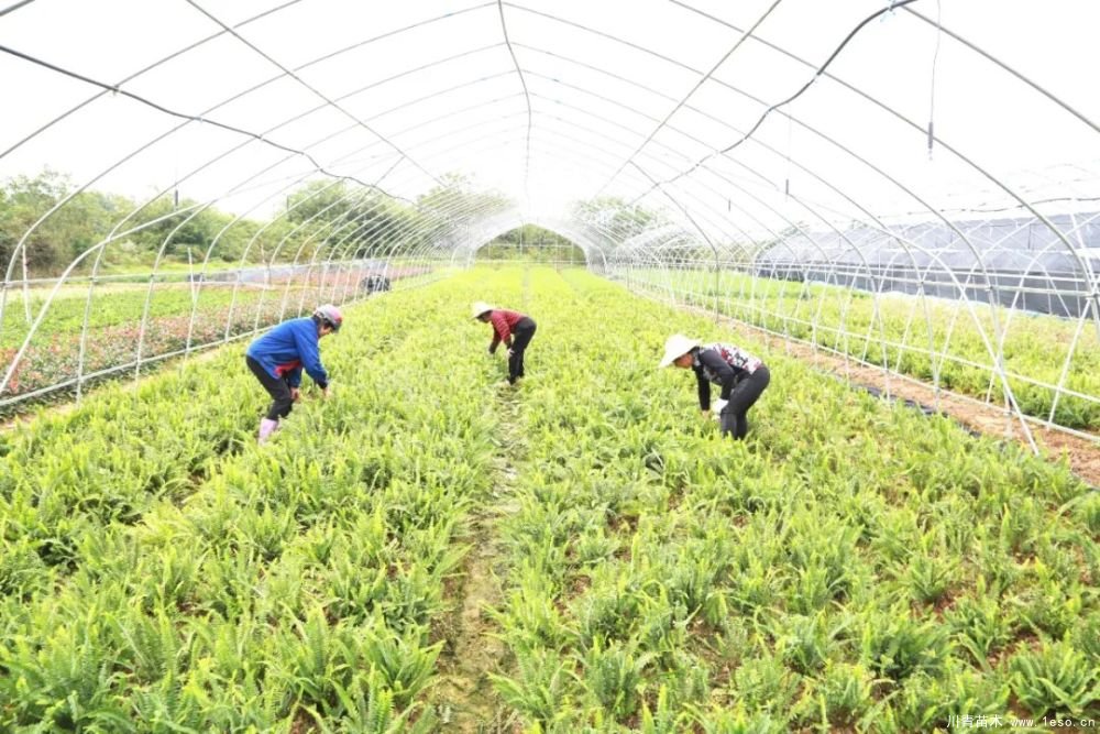 140畝花卉苗木基地，生機勃勃的瀏陽！